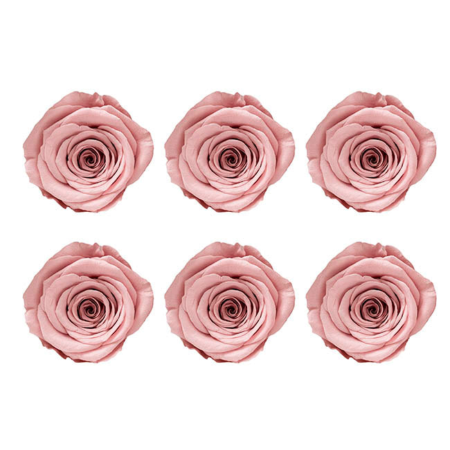 Amore Forever Rose Heads Pack 6 Dusty Pink (5-6cmD)