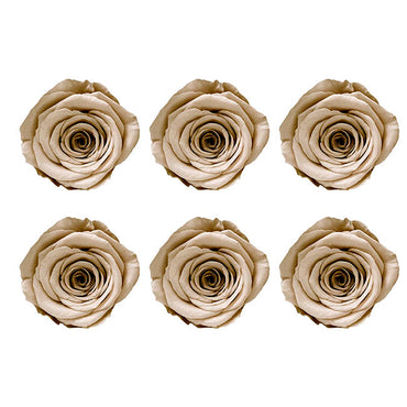 Amore Forever Rose Heads Pack 6 Nude (5-6cmD)