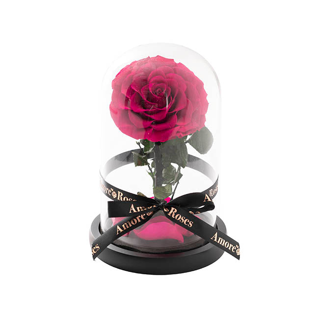 Amore Forever Rose Single Stem Cloche Hot Pink (12cmDx20cmH)