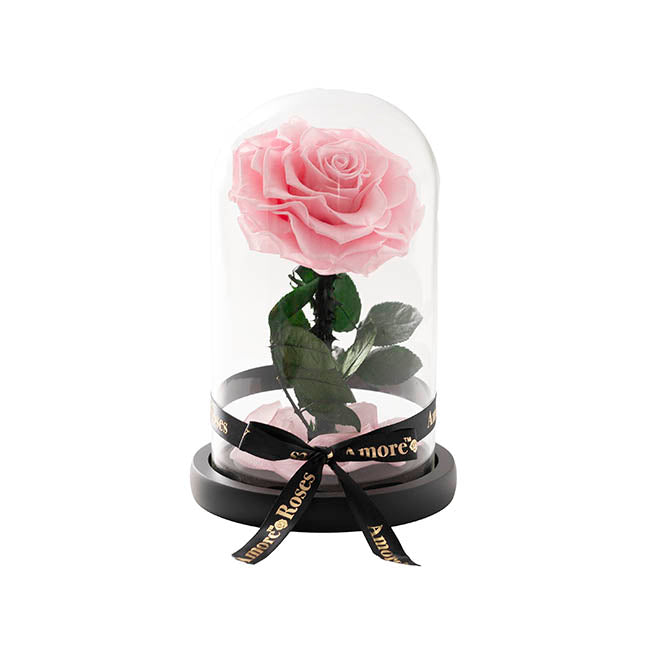 Amore Forever Rose Single Stem Cloche Pink (12cmDx20cmH)