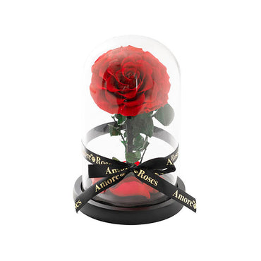 Amore Forever Rose Single Stem Cloche Red (12cmDx20cmH)