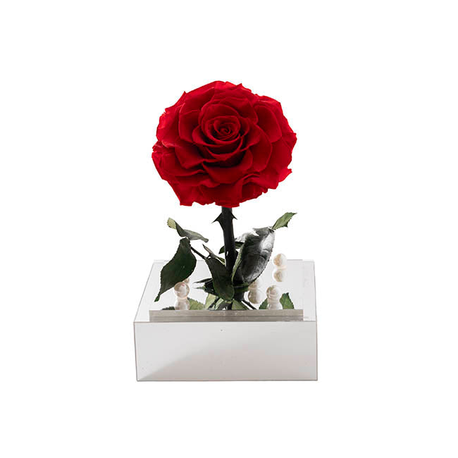 Amore Forever Rose Single Stem  Acrylic Box Red (13x22cmH)